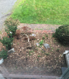 The Japanese Maple had been girdled, and the roots devoured likely by voles. So, it came out easily.  